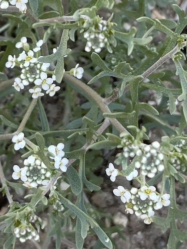 Slickspot peppergrass (Lepidium papilliferum)