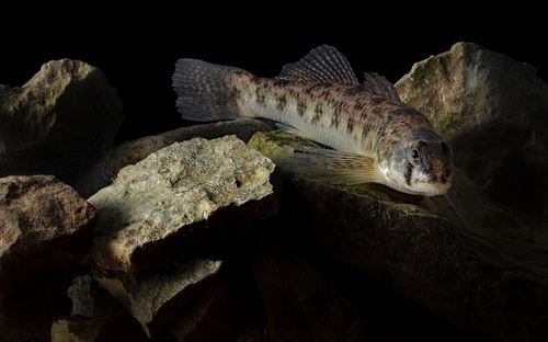 Tessellated darter (Etheostoma olmstedi) — Percidae