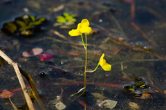 Utricularia aurea
