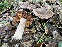 Cortinarius ohlone