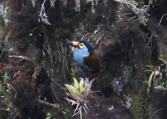 Andigena laminirostris