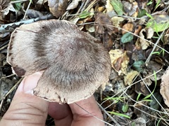 Cortinarius ohlone