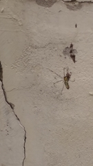 Trichonephila clavata