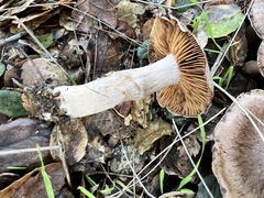 Cortinarius ohlone