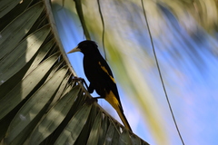 Cassiculus melanicterus