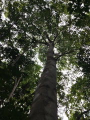 Brosimum alicastrum