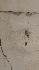 Trichonephila clavata