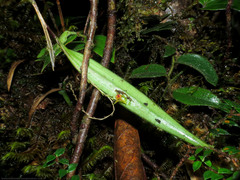 Lepanthes tachirensis