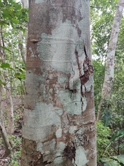 Brosimum alicastrum