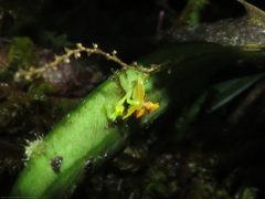 Lepanthes tachirensis
