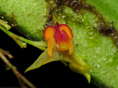 Lepanthes tachirensis