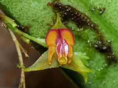 Lepanthes tachirensis