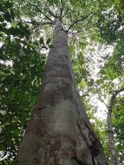 Brosimum alicastrum