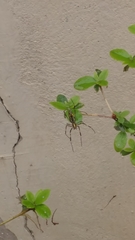 Trichonephila clavata