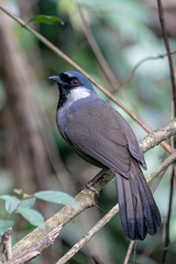 Pterorhinus chinensis