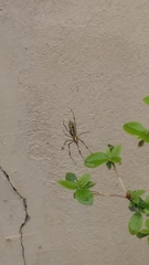 Trichonephila clavata