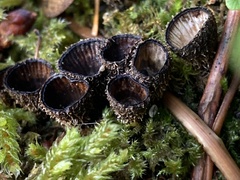 Cyathus striatus