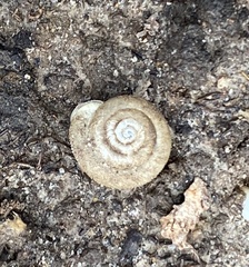 Inflectarius inflectus