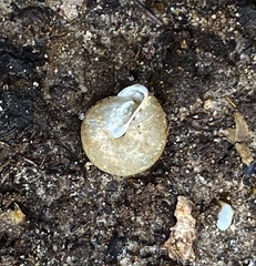 Inflectarius inflectus