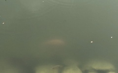 Mayaheros urophthalmus