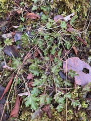 Heuchera micrantha diversifolia