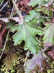Heuchera micrantha diversifolia