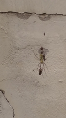 Trichonephila clavata