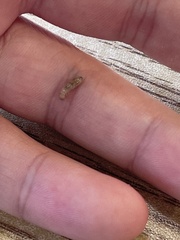 Kalotermitidae