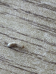 Kalotermitidae