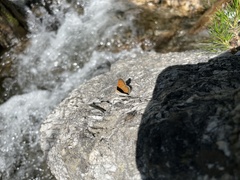 Lycaena cupreus