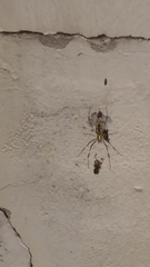 Trichonephila clavata