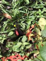 Heraclides anchisiades