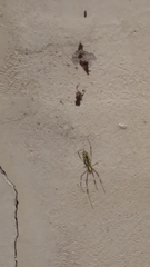 Trichonephila clavata