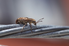 Anthribinae