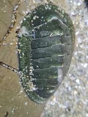 Chiton glaucus