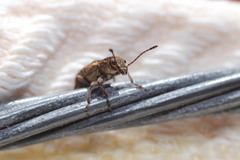 Anthribinae