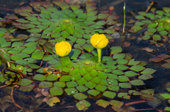Ludwigia sedoides