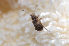 Anthribinae