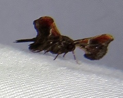 Hemipterodes