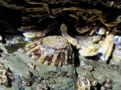 Cellana ornata