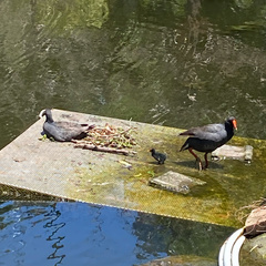 Gallinula tenebrosa tenebrosa