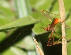 Ricolla quadrispinosa