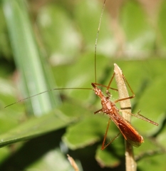 Ricolla quadrispinosa