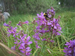 Bombus distinguendus