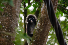 Trachypithecus obscurus