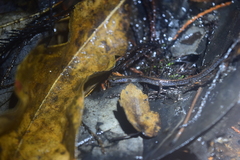 Eurycea quadridigitata