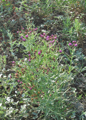 Vernonia marginata