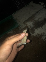 Hemidactylus garnotii