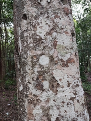 Melicoccus oliviformis