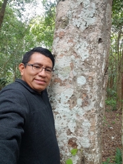 Melicoccus oliviformis